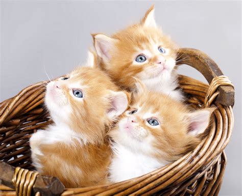 cat kitty cat video|Kittens .